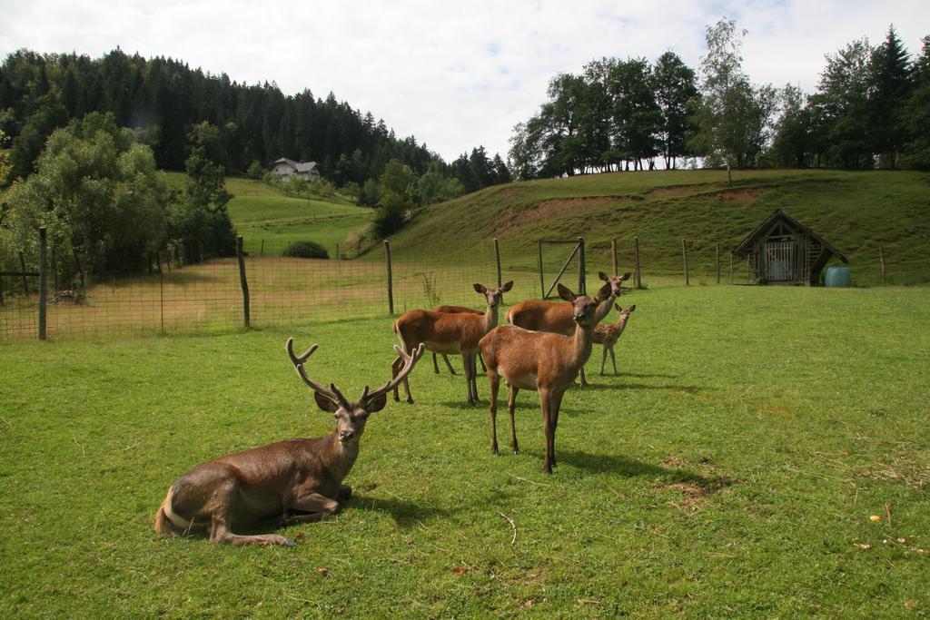 Guest House Kveder Škofja Loka Eksteriør bilde